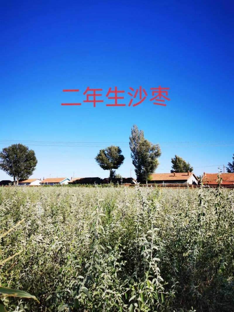 一年生沙枣苗，二年生沙枣苗