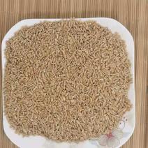 浮小麦统货产地山东永盛药业品种齐全质量好价格低