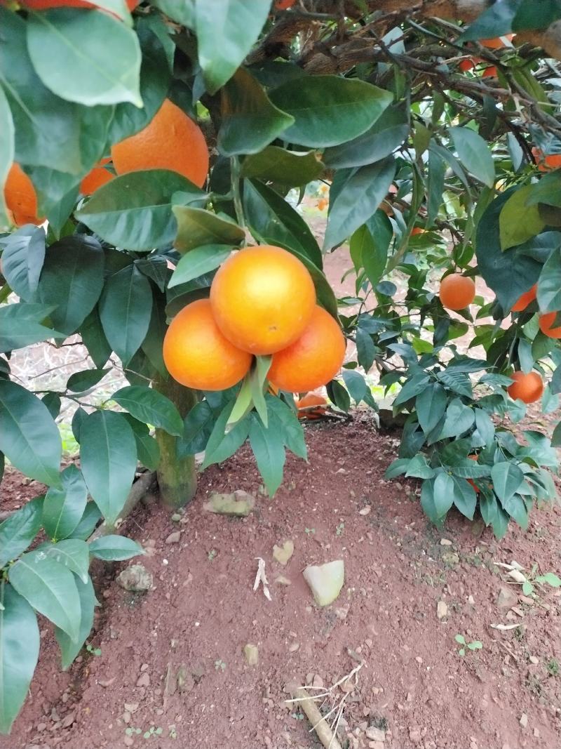 【推荐】雷波脐橙，香甜化渣，可零售可批发