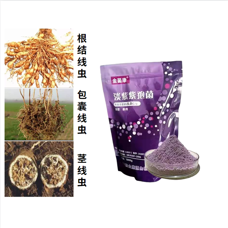 淡紫拟青霉微生物菌剂根结线虫防治淡紫紫孢菌胞囊线虫茎线虫