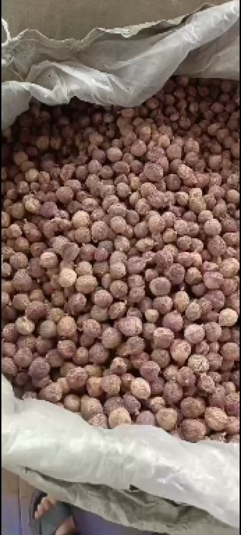 云南省文山精品阳春砂可按要求加工，有大货。