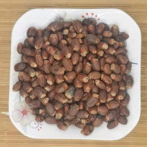 荔枝核统货产地广西永盛药业品种齐全质量好价格低
