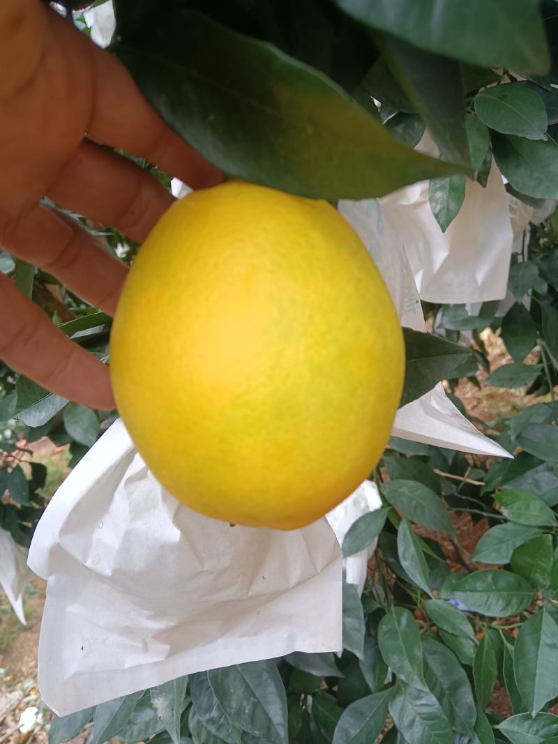 绿橙(纽荷尔脐橙)汁水丰富，甜度高果园现场看货订购