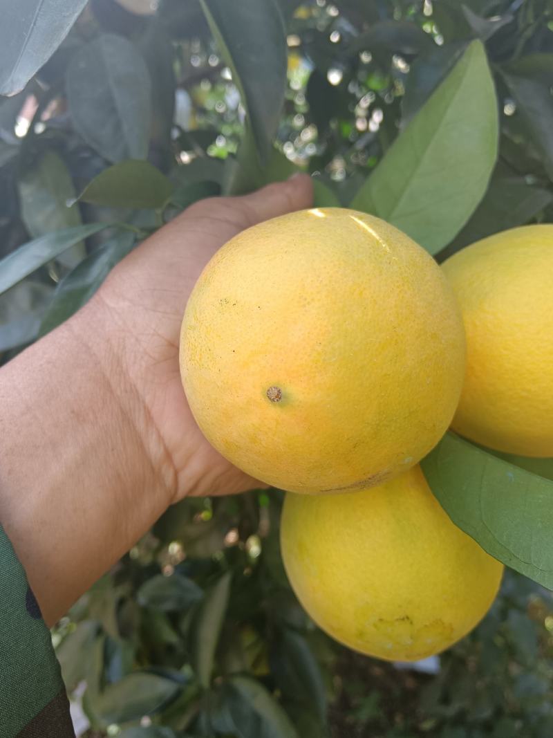 绿橙(纽荷尔脐橙)汁水丰富，甜度高果园现场看货订购
