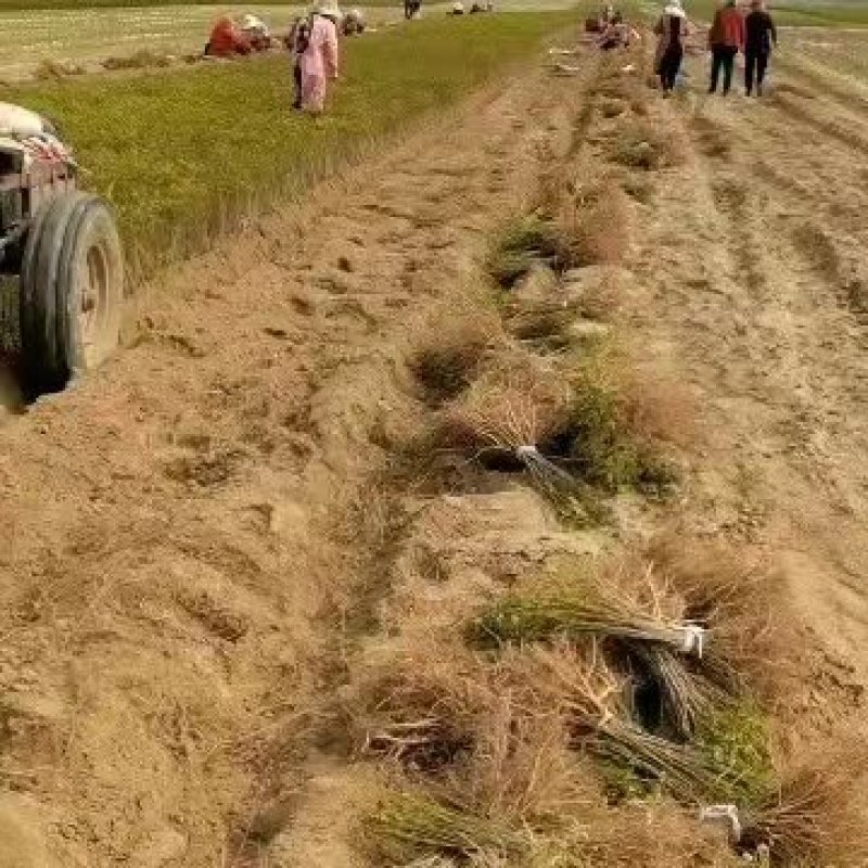 大量供应精品紫穗槐——清地价，需要打电话不支持聊天