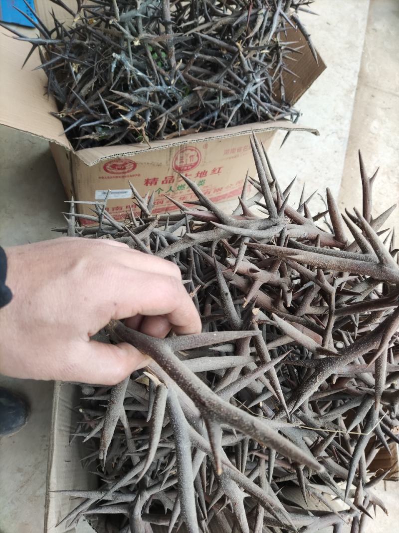皂角刺。皂角刺切片好发货好处理需要的