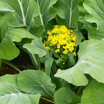 迟菜心