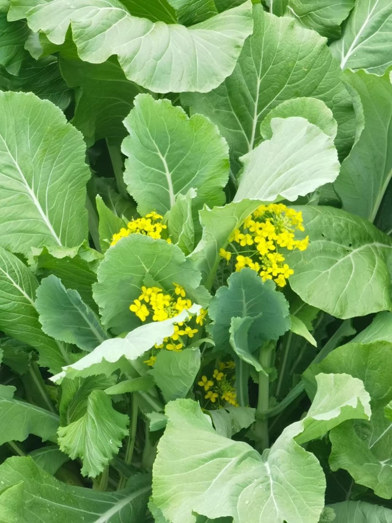 迟菜心