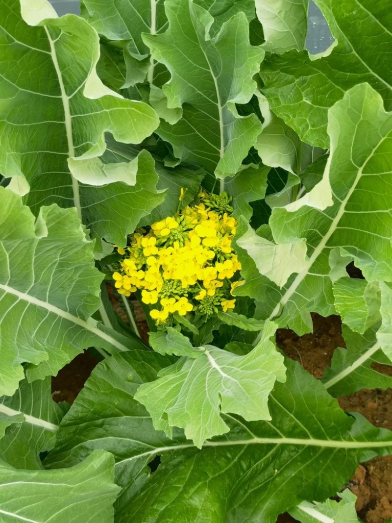 迟菜心