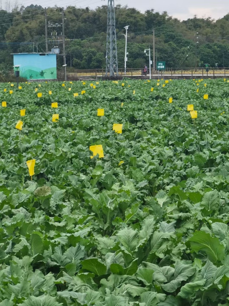 迟菜心