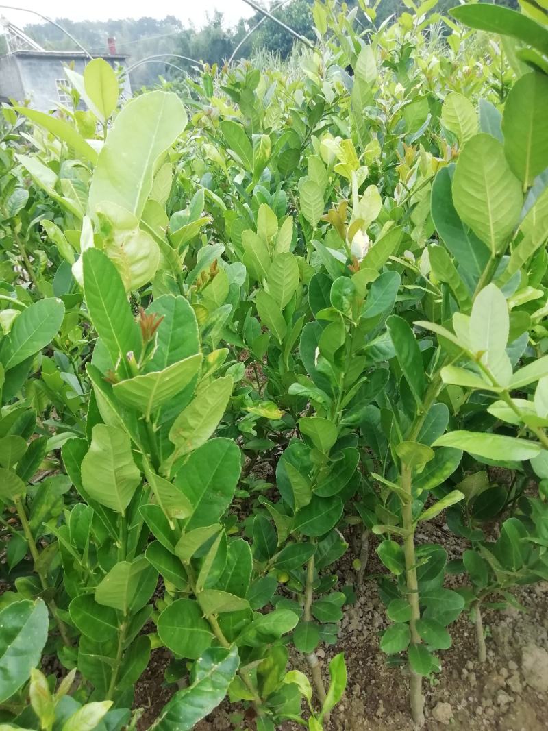 台湾香水柠檬苗香水柠檬苗子弹头四季香水柠檬苗