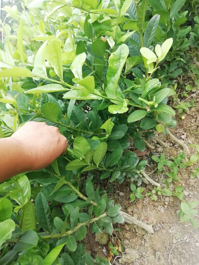 台湾香水柠檬苗香水柠檬苗子弹头四季香水柠檬苗