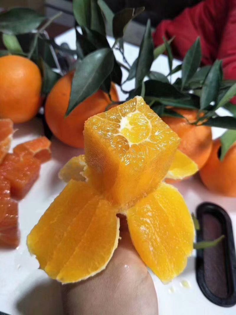 秭归九月红果冻橙，皮薄多汁，入口即化