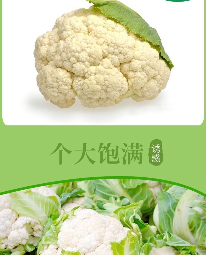散花套袋防晒防虫防冻松花西兰花菜套袋套菜花的袋子散花套袋