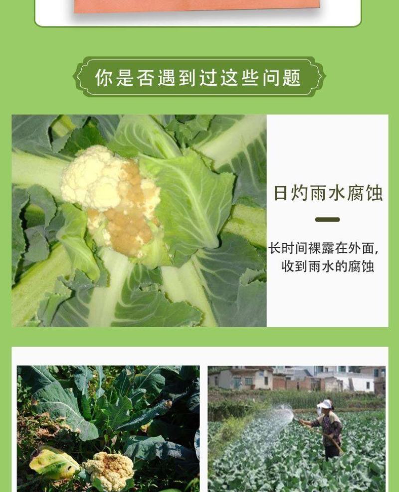 散花套袋防晒防虫防冻松花西兰花菜套袋套菜花的袋子散花套袋