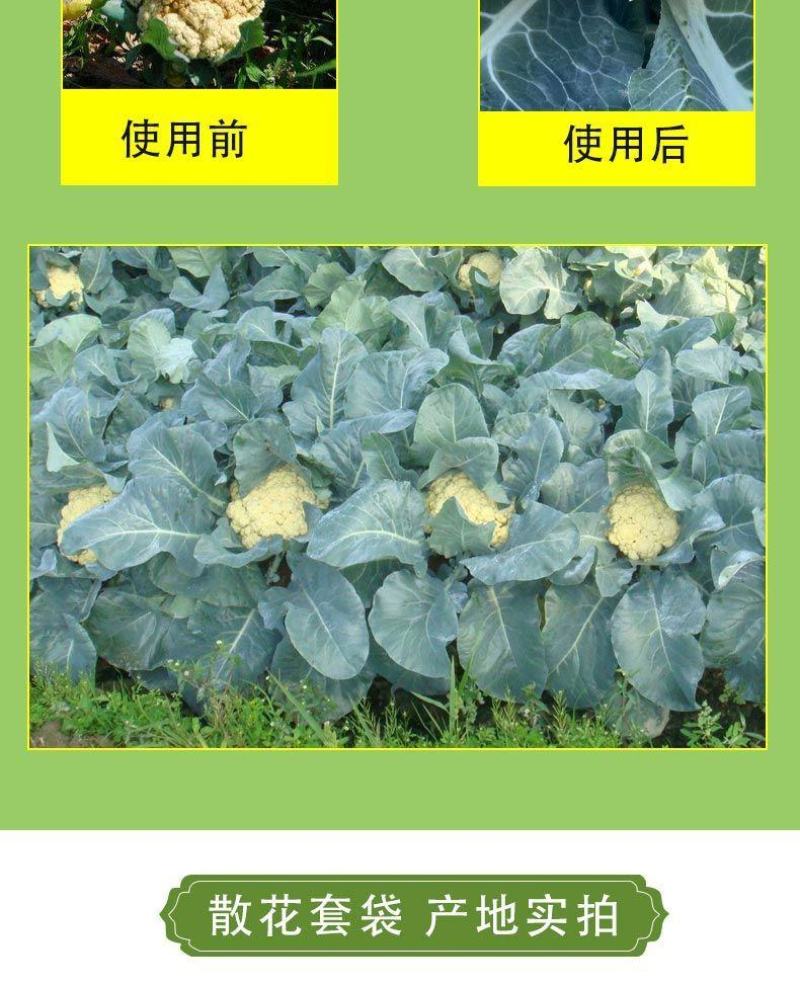 散花套袋防晒防虫防冻松花西兰花菜套袋套菜花的袋子散花套袋