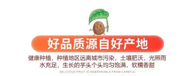 包邮）正宗新鲜荔浦大芋头广西特产粉糯农家现挖槟榔香芋泥