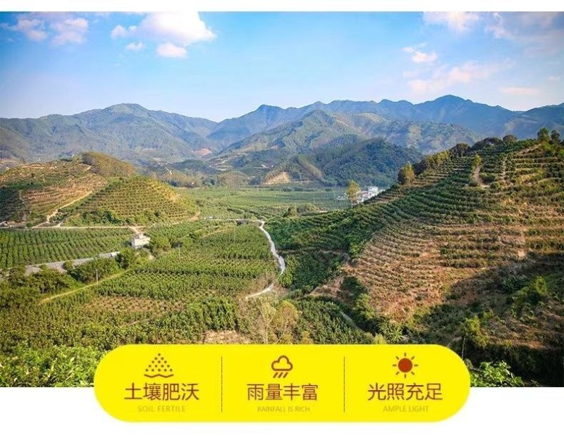 包邮）正宗新鲜荔浦大芋头广西特产粉糯农家现挖槟榔香芋泥