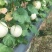 【玉菇甜瓜】海南玉菇甜瓜对接电商商超市场量大从优