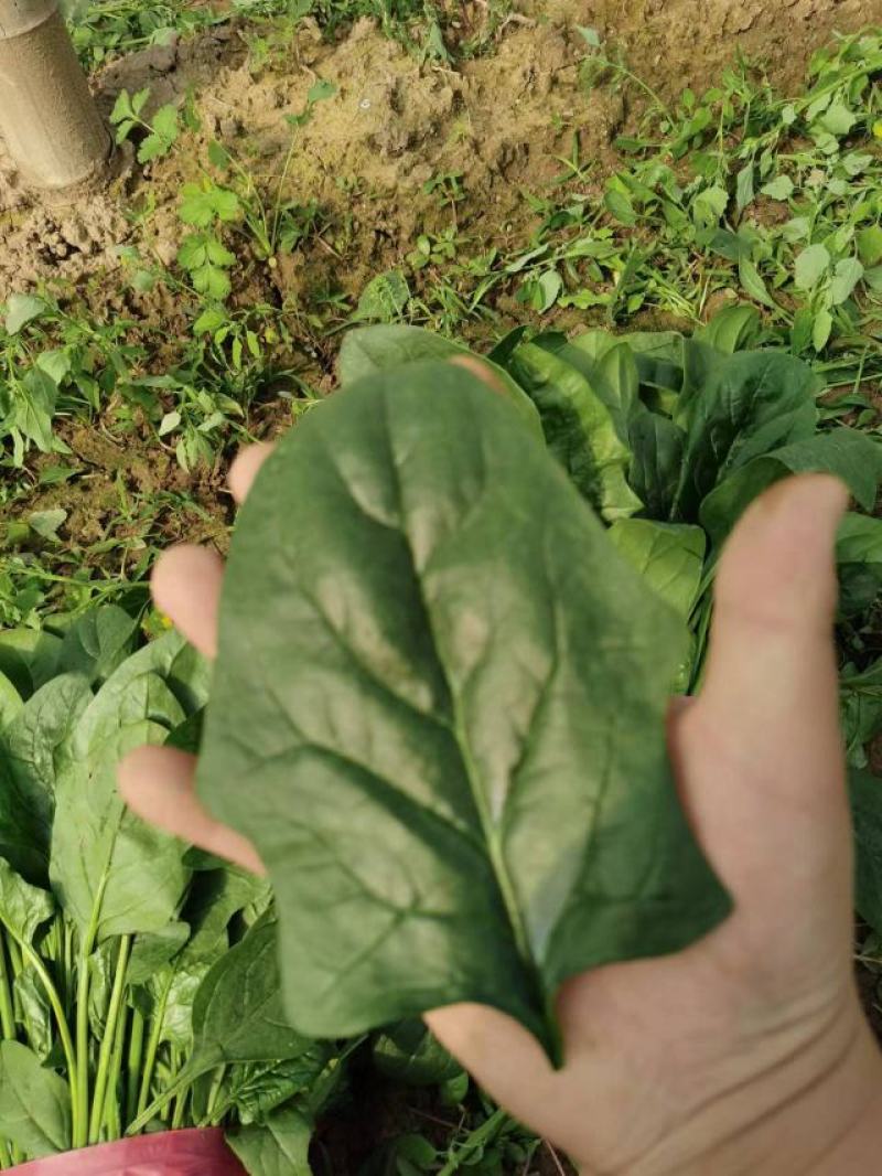 优质菠菜，专业供货各大市场，欢迎各地老板！！！