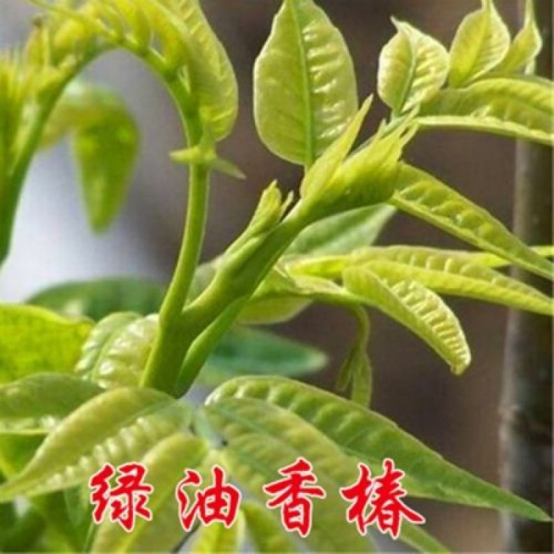 【香椿苗】红油香椿苗，大棚专用苗，露天种植包技术