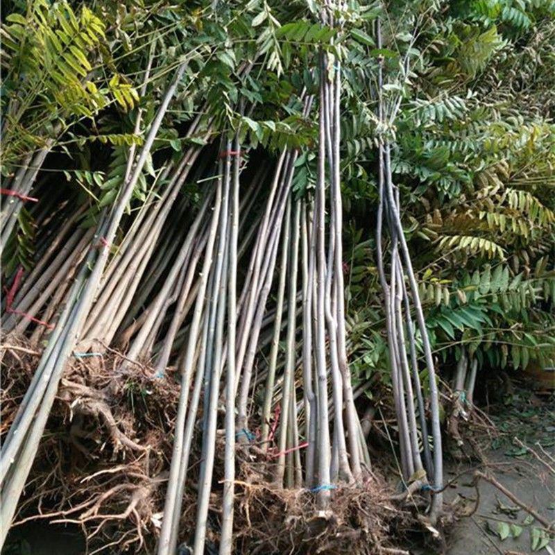 【香椿苗】红油香椿苗，大棚专用苗，露天种植包技术