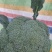 精品西兰花绿宝甘蓝热卖中绿色度美丽，米粒均匀，个头适中，