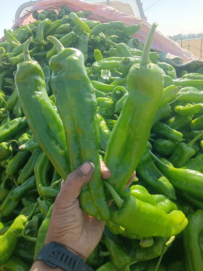 河南上蔡县秋菊万亩大棚301大泡椒，精品黑条线椒