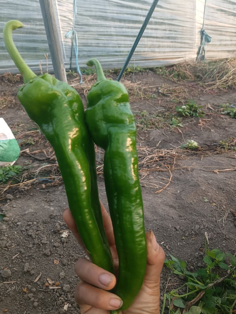 河南上蔡县秋菊万亩大棚301大泡椒，精品黑条线椒