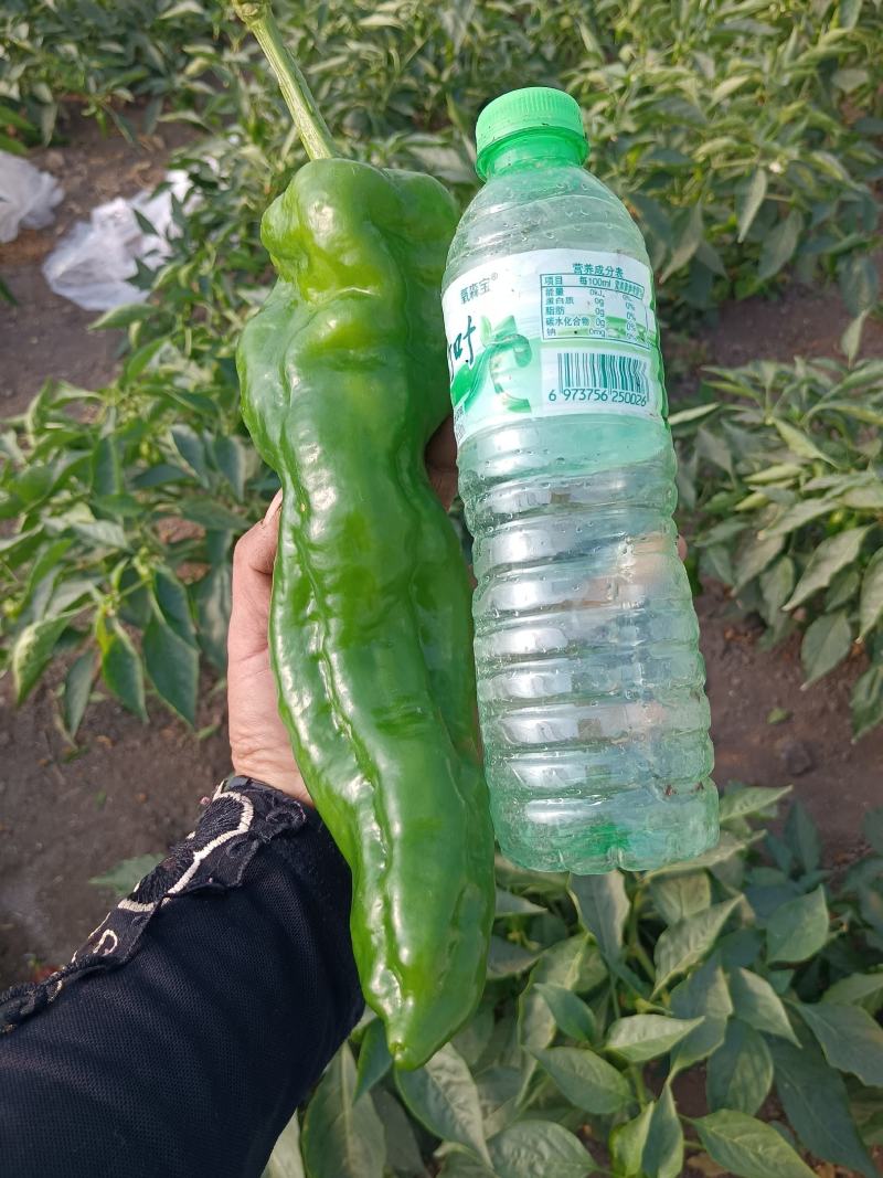 河南上蔡县秋菊万亩大棚301大泡椒，精品黑条线椒