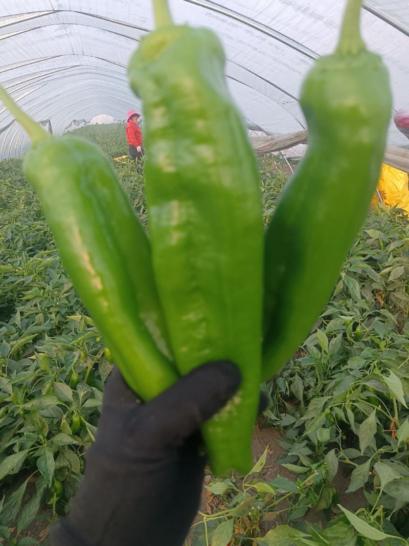 河南上蔡县秋菊万亩大棚301大泡椒，精品黑条线椒