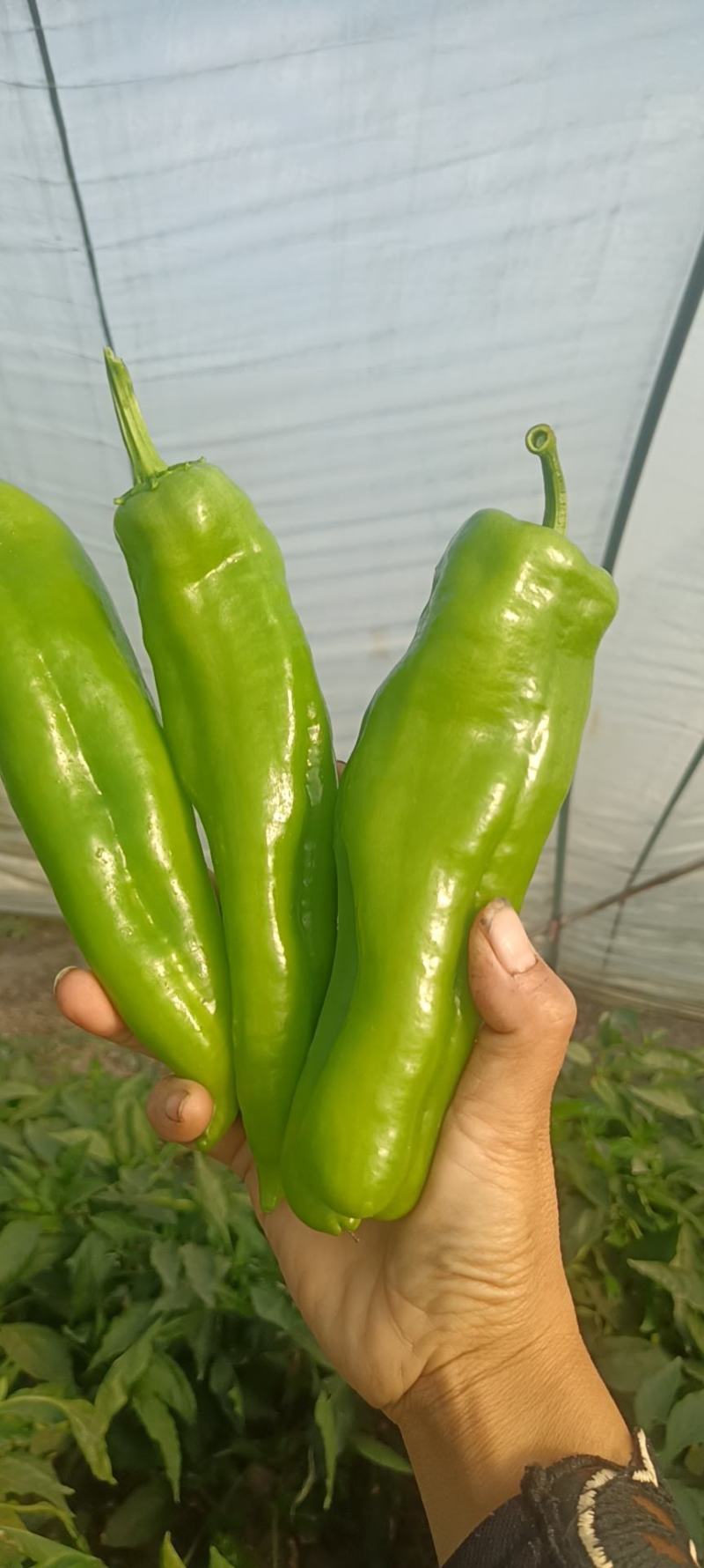 河南上蔡县秋菊万亩大棚301大泡椒，精品黑条线椒