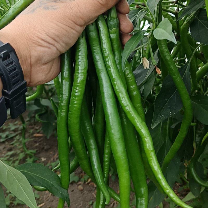 河南上蔡县秋菊万亩大棚301大泡椒，精品黑条线椒
