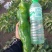 河南上蔡县秋菊万亩大棚301大泡椒，精品黑条线椒