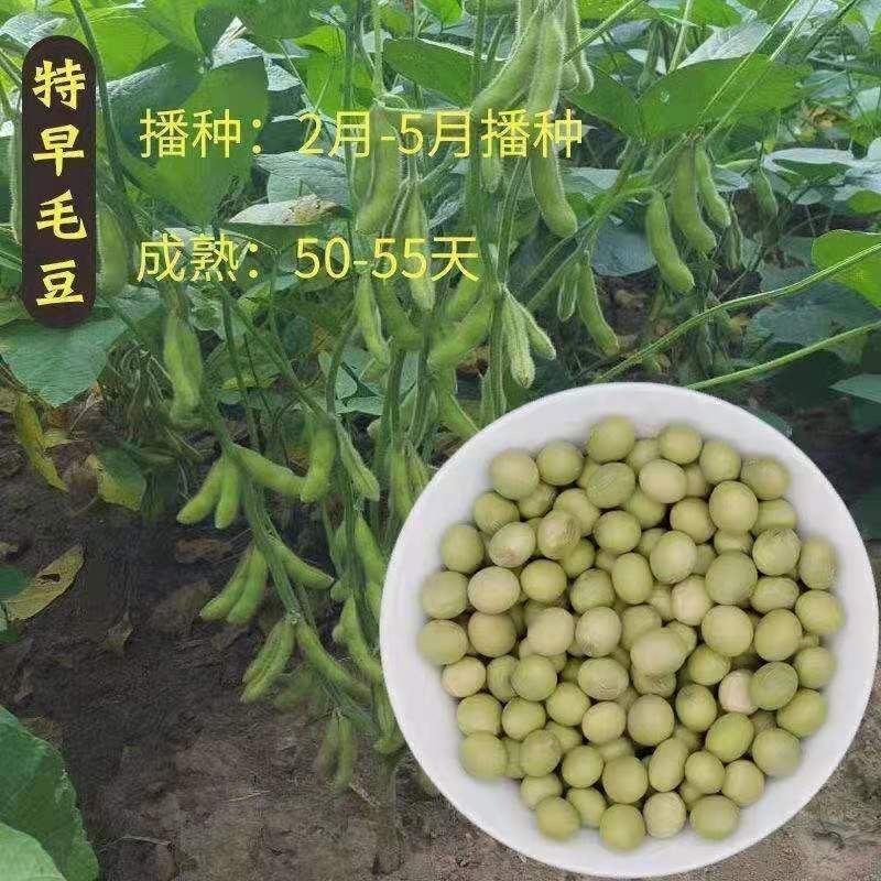 毛豆种子极早熟50天高产青豆菜种子春季蔬菜种子特早王菜豆