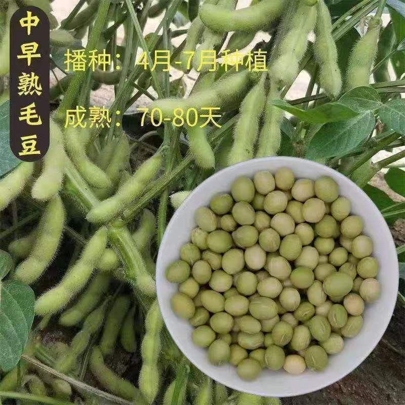 毛豆种子极早熟50天高产青豆菜种子春季蔬菜种子特早王菜豆