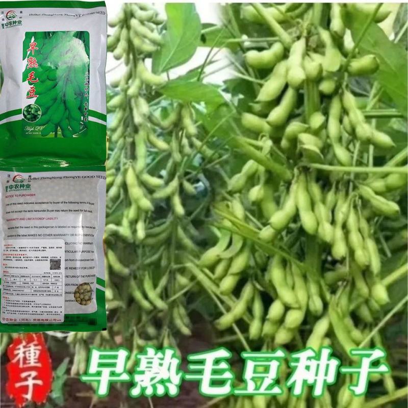 毛豆种子极早熟50天高产青豆菜种子春季蔬菜种子特早王菜豆