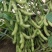 毛豆种子极早熟50天高产青豆菜种子春季蔬菜种子特早王菜豆