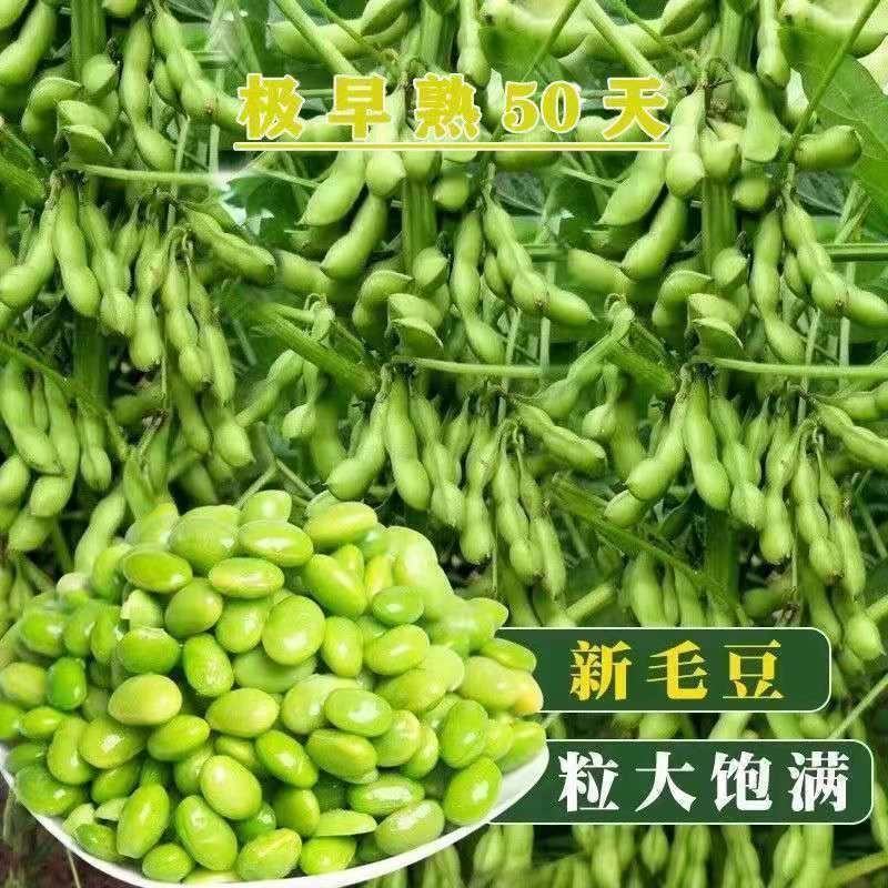 毛豆种子极早熟50天高产青豆菜种子春季蔬菜种子特早王菜豆