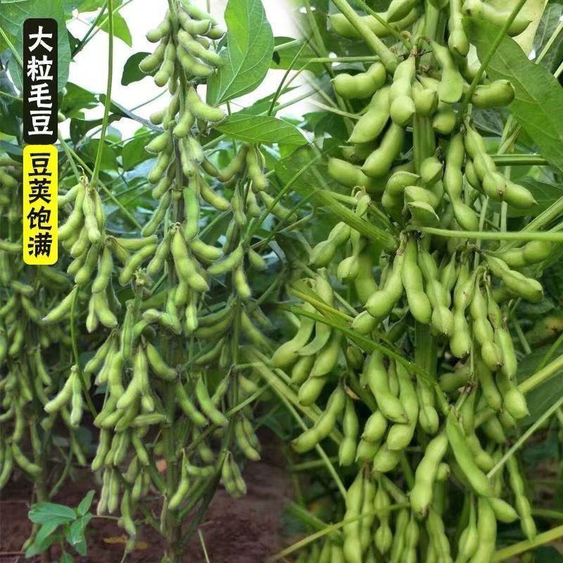 毛豆种子极早熟50天高产青豆菜种子春季蔬菜种子特早王菜豆