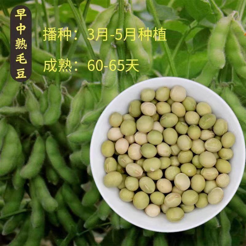 毛豆种子极早熟50天高产青豆菜种子春季蔬菜种子特早王菜豆