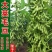毛豆种子极早熟50天高产青豆菜种子春季蔬菜种子特早王菜豆