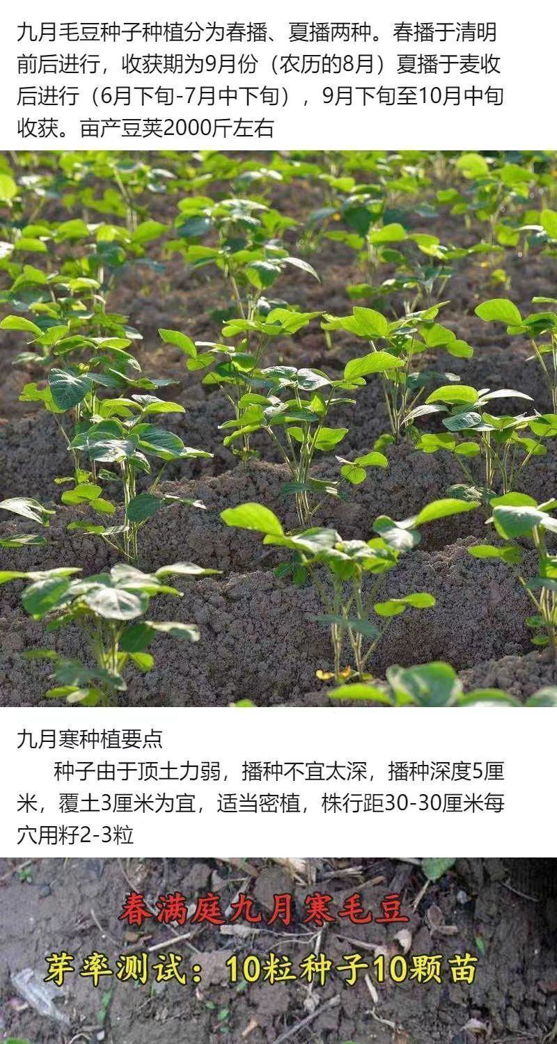 毛豆种子极早熟50天高产青豆菜种子春季蔬菜种子特早王菜豆