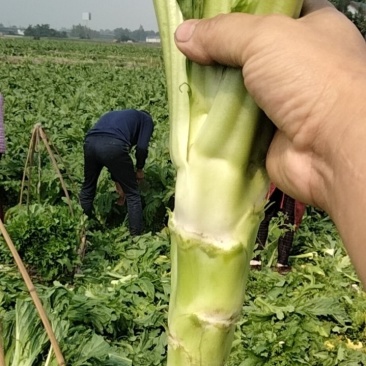 彭州本地棒菜