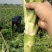 彭州本地棒菜