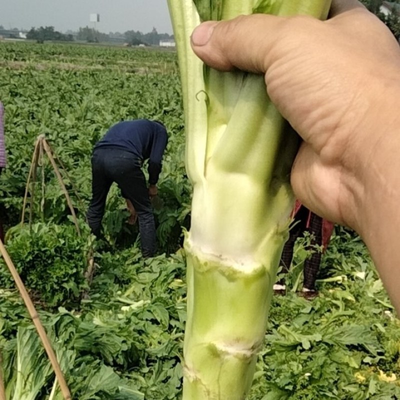 彭州本地棒菜