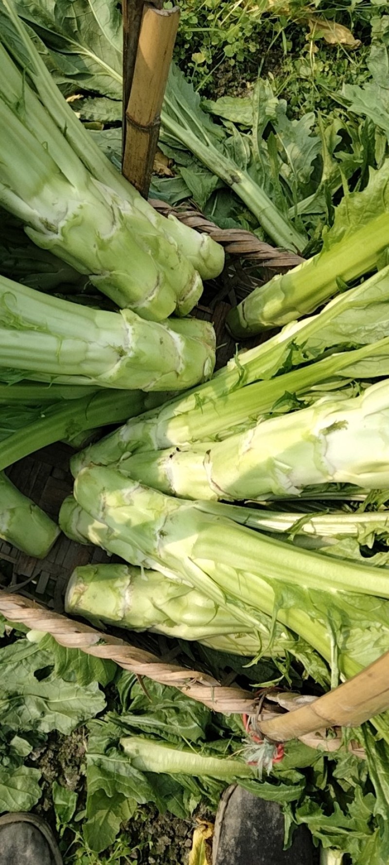 彭州本地棒菜