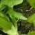 彭州本地棒菜