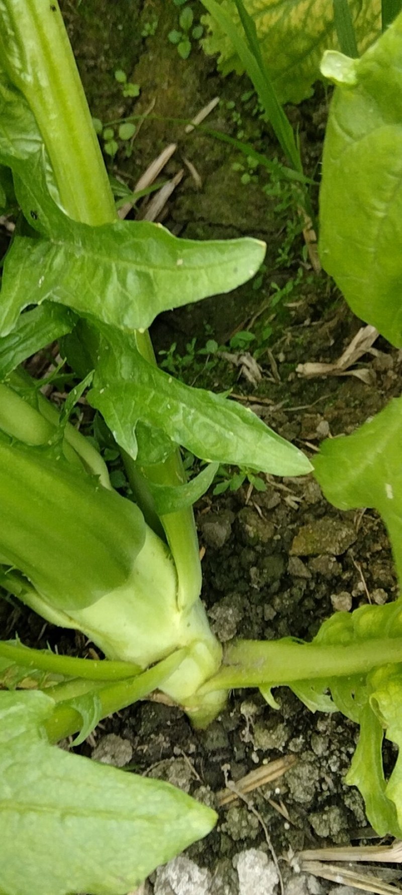 彭州本地棒菜