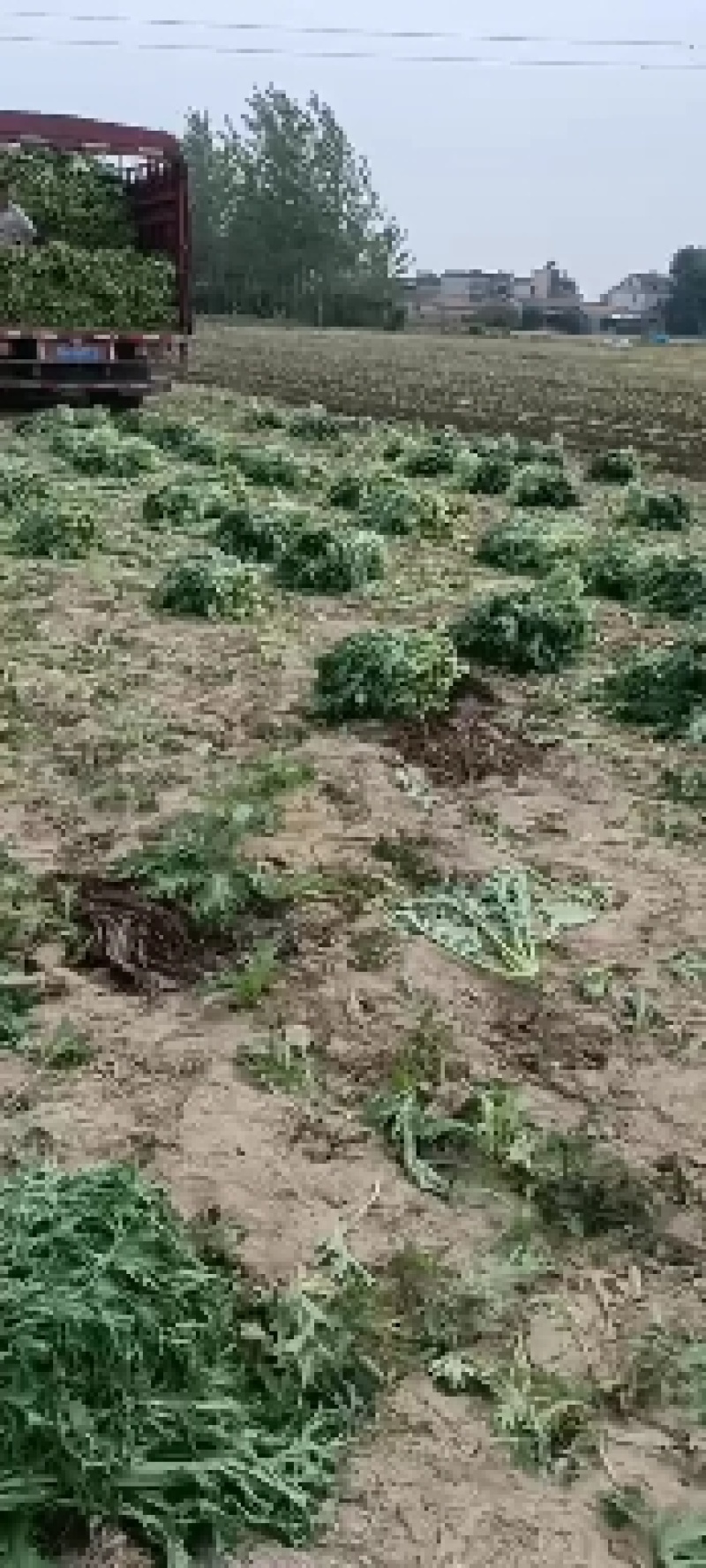 雪里蕻基地，大量现货，梅干菜，腌菜老板抓紧了马上要起抬了